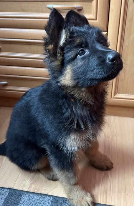 Owczarek niemiecka długowłosy czarny podpalany