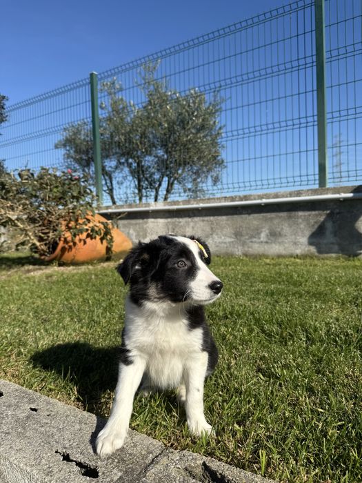 Border Collie Preta e Branca Fofa