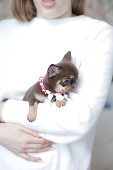 Mikro chihuahua FCI dziewczynka