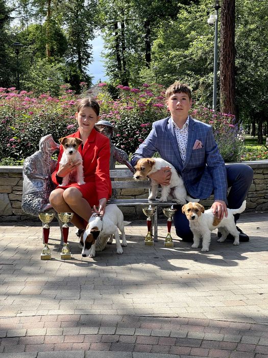 Jack Russell Terrier ZKwP FCI