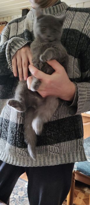 Британский котенок