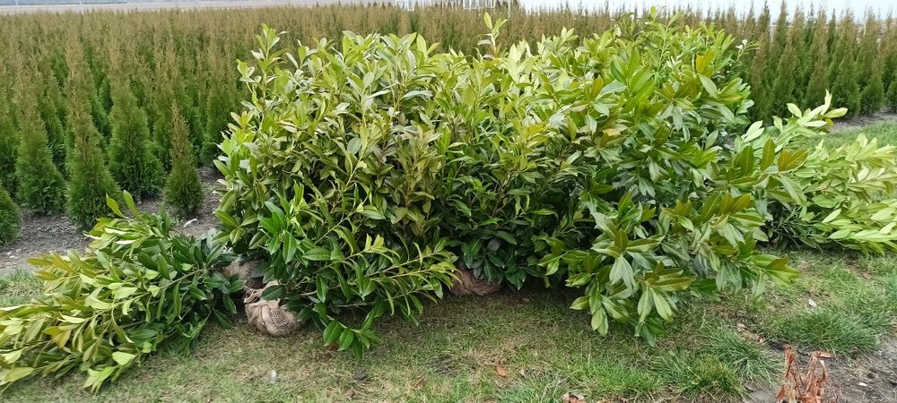 Sadzonki laurowisni Van Nes