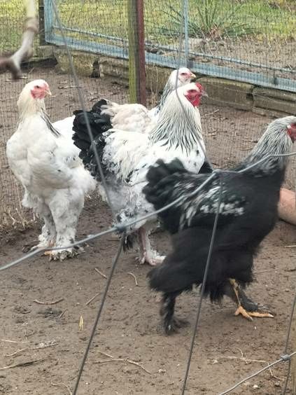 Koguty Brahma Olbrzymia