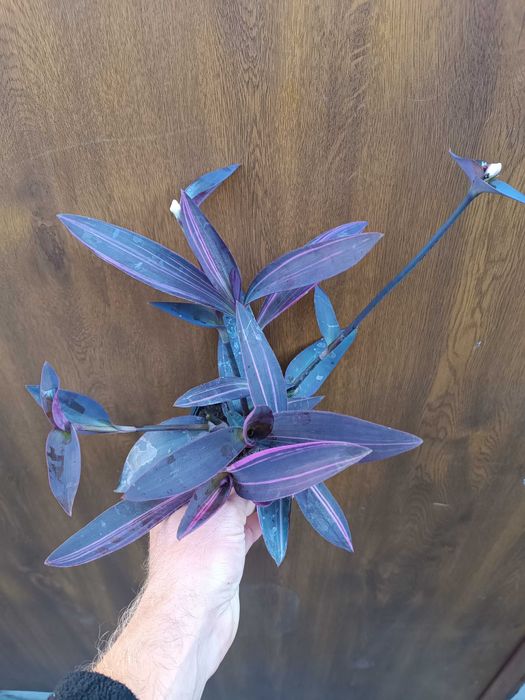 trzykrotka pink stripes