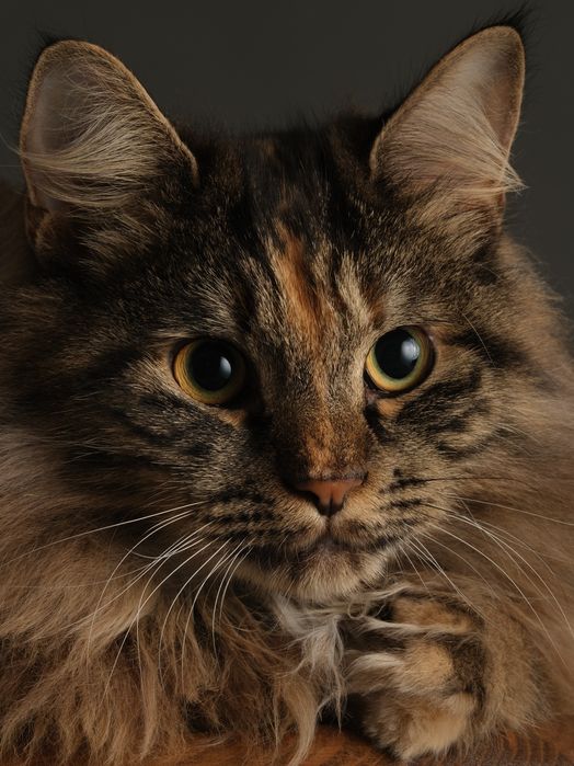 Дівчинка підліток породи КУРИЛЬСЬКИЙ БОБТЕЙЛ