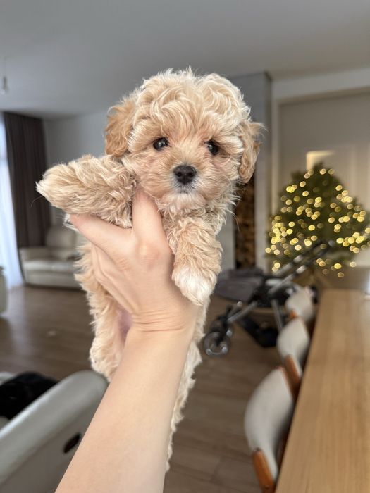 Мила дівчинка мальтіпу ф1