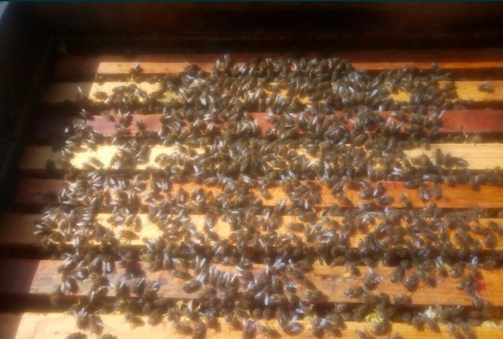 Продам бджолосім'ї
