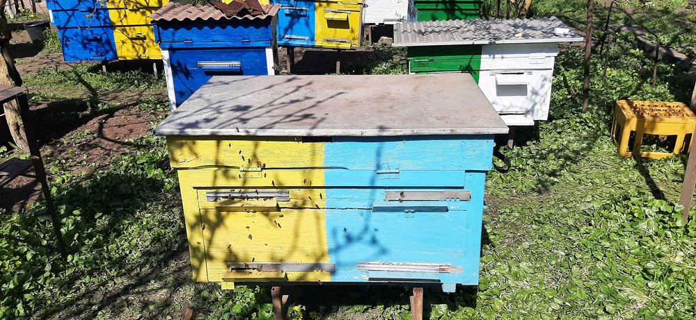 Терміново продам вулики!