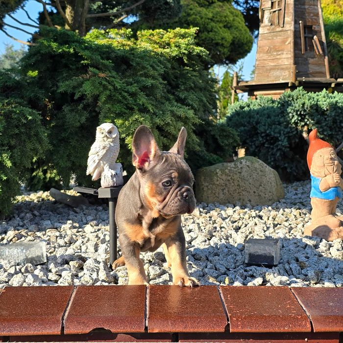 Buldog Francuski śliczny Blue Tan piesek