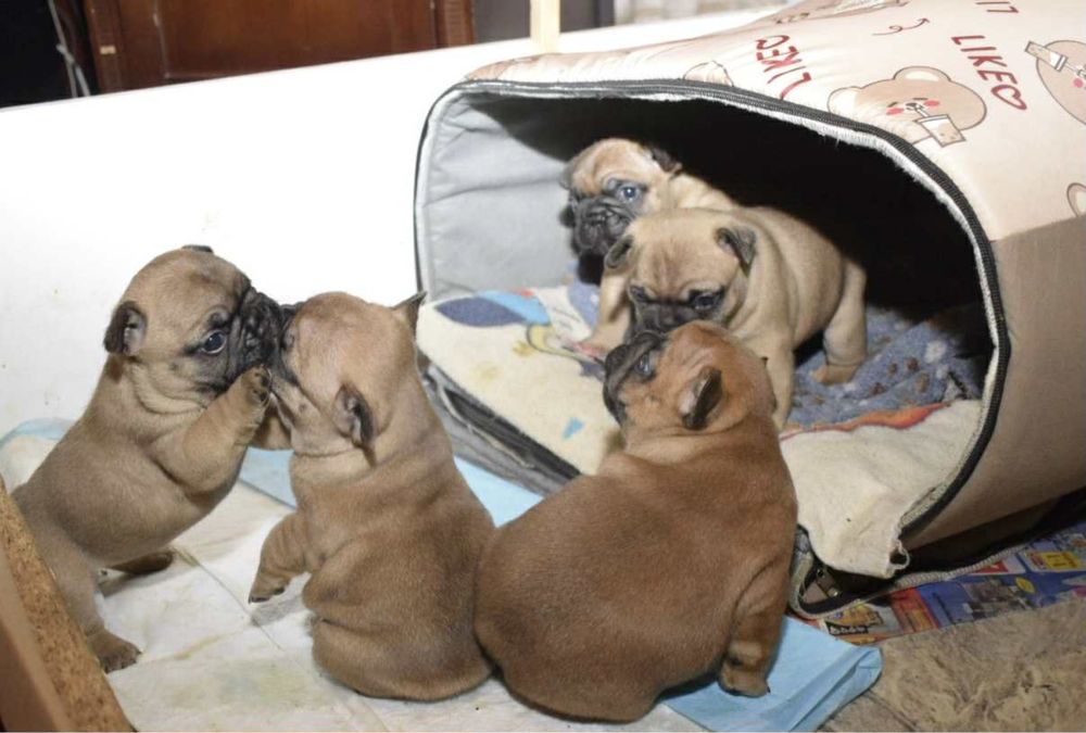 Buldog francuski Edzio