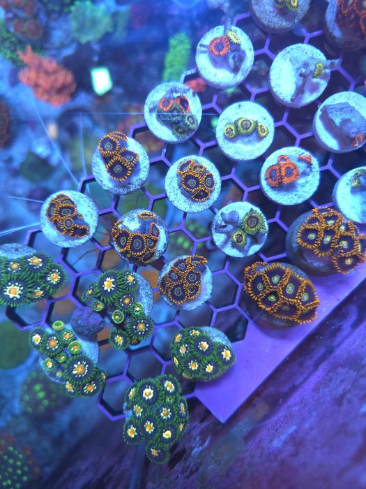Corais agua salgada frags de zoas
