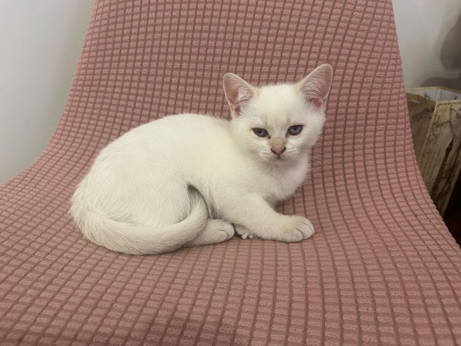 Шотландські котики