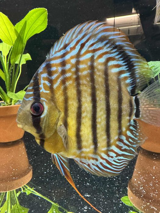 Dyskowiec samiec turkus