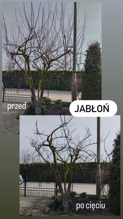 Wycinka przycinka drzew i żywopłotu