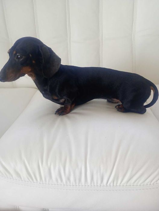 Jamnik Króliczy krótkowłosy(jedna sunia zarezerwowana). Opole • OLX.pl
