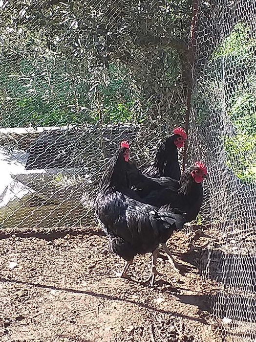 Jersey gigante negro