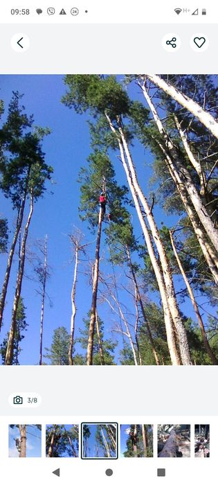 Зрізаю проблемні аварійні дерева