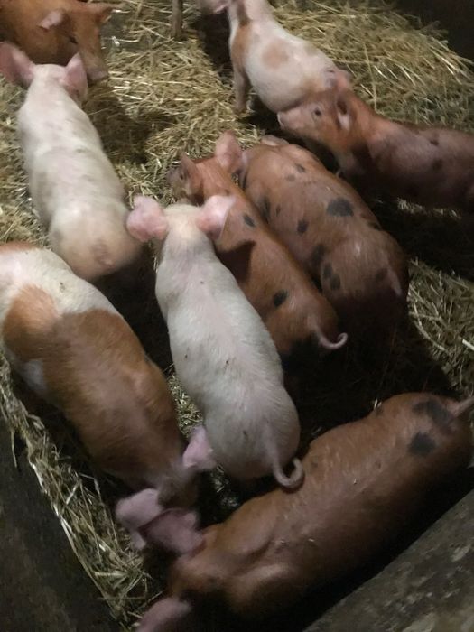 Поросята на відгодівлю