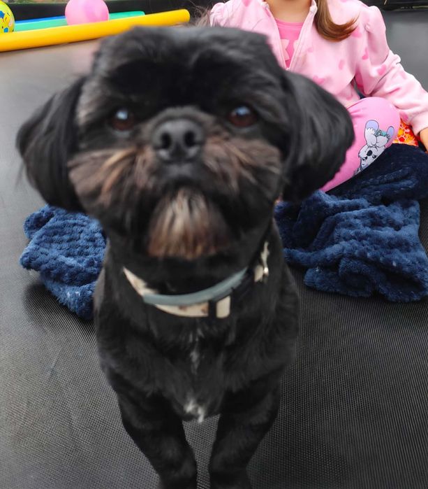 Shih tzu COSMO Ozorków