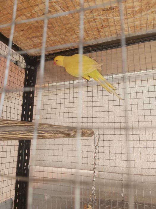 Ringneck Macho Verde Pálido Azul/Canela 2025