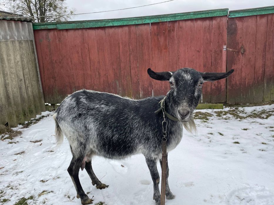 Продам гарну молоду козу