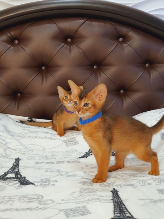 Абиссинский мальчик)