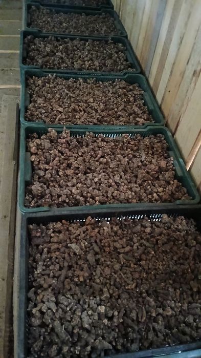 Продам корінь калгану
