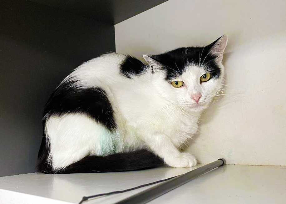 Кішка, кішечка, красунечка Брошка (1 р.) – в пошуках сім'ї!