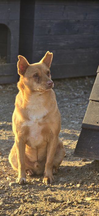 Samiec 12kg do adopcji