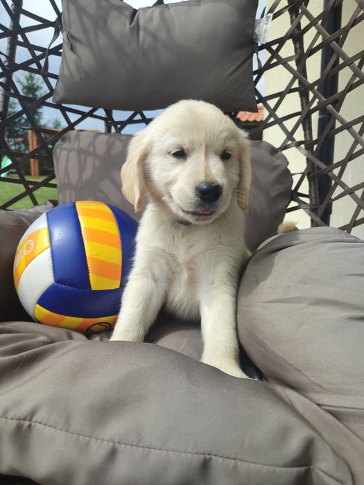 Golden retriever