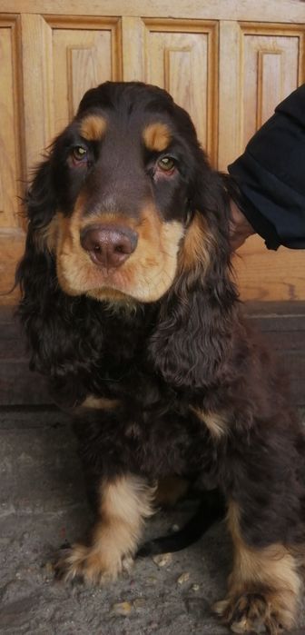 Szczeniak Cockier Spaniel Angielski