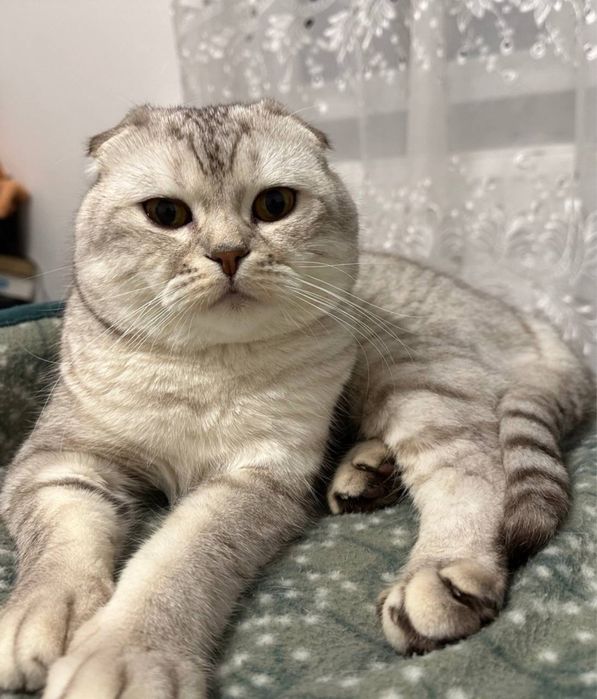 Шотландський весловухий кіт злучка