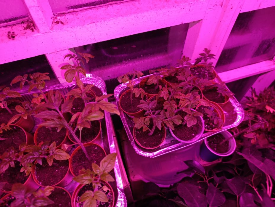 Кімнатні томати/томати ( жовті та червоні)