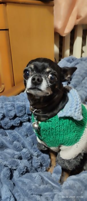 Шукаємо даму серця