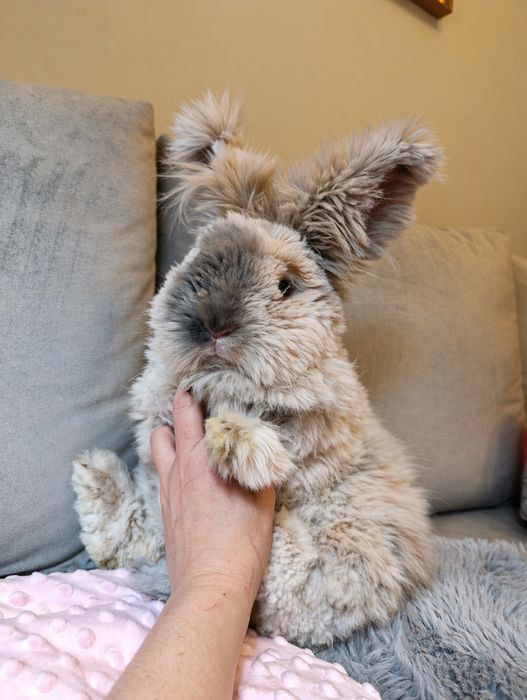 Angorki angielskie angora królik hodowla york yorczek