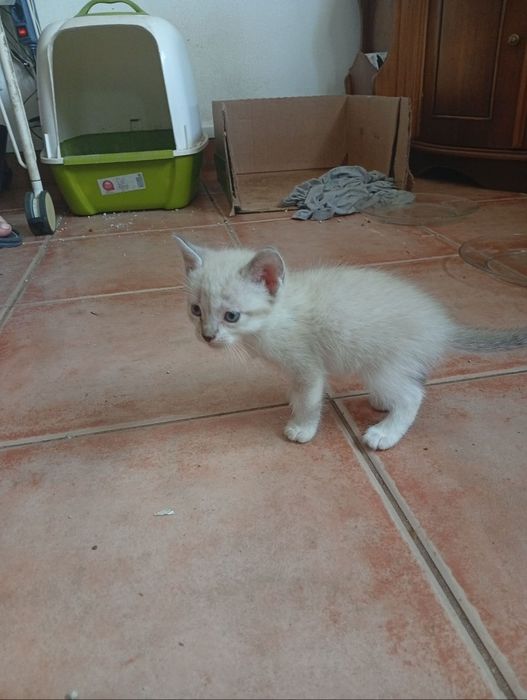 Dou gatinhos com cerca de mês e meio