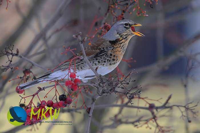 Comedouro para aves modelo Magdalena MKW mini PREMIUM