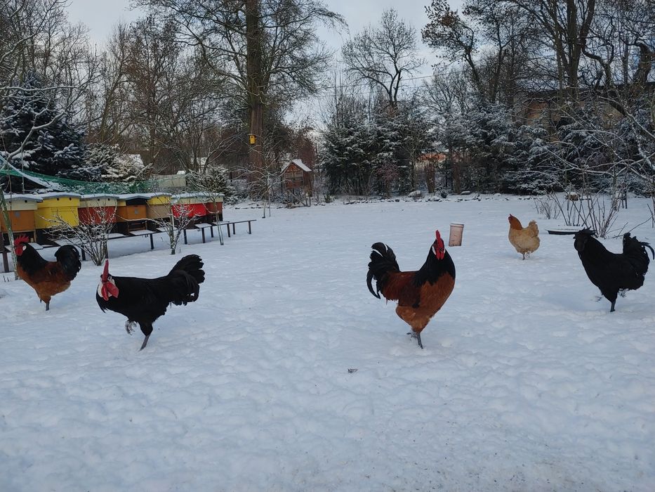 Koguty ayam cemani wloszka