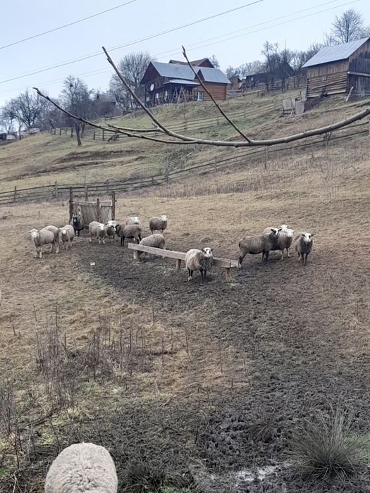 Продам квітні романівські вівці з паровані мереносо.