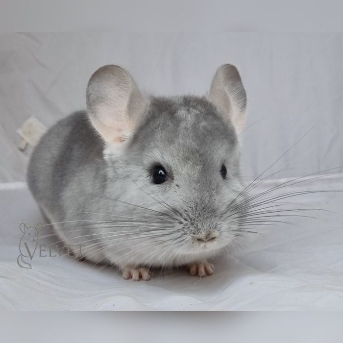 Szynszyla szynszyl samica blue diamond niebieski diament unikatowa