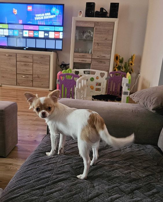 Chihuahua długowłosy piesek