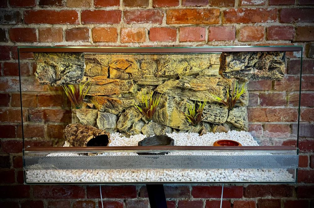 Terrarium szklane o pustynnym wystroju 80x40x40 cm. młoda agama eublefar lamparci AlleTerra