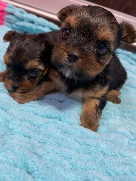 Міні Йорки 2 хлопчика