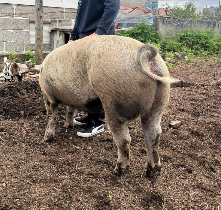 Porca caseira à venda