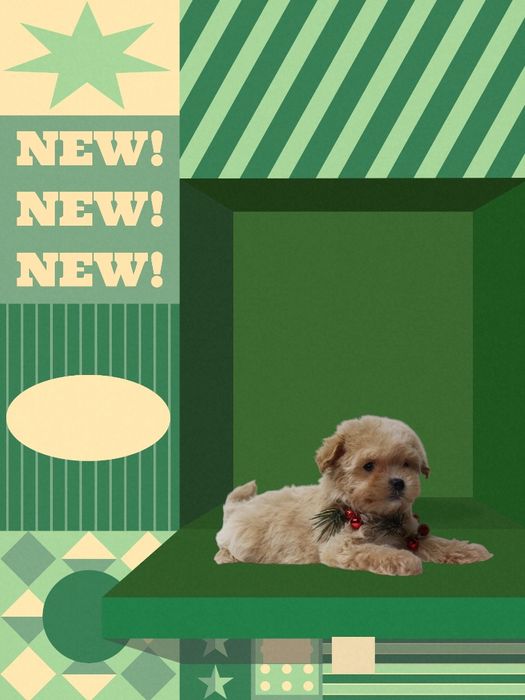 Мальтипу, з якими вдома стає спокійно