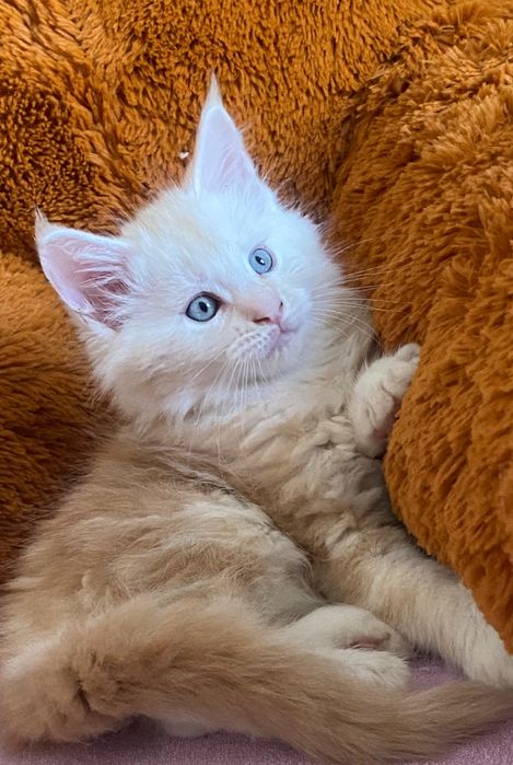 Мейн - кун кошенята