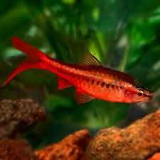 Акваріумні рибки