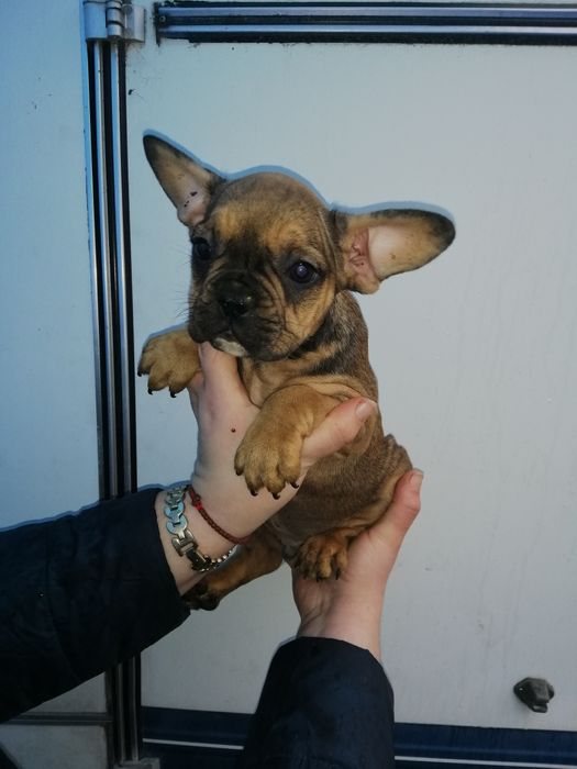 Французики Чистокровні хлопчики та дівчатка є доставка