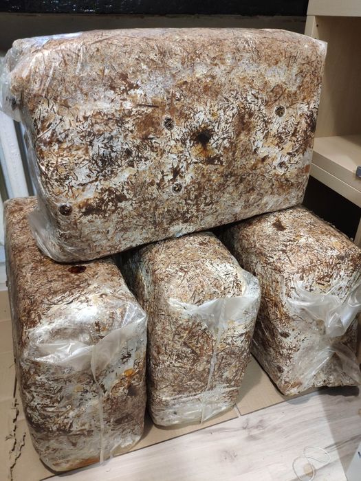 Balot grzybnia boczniaka 12kg Zielonki niepołomice kraków
