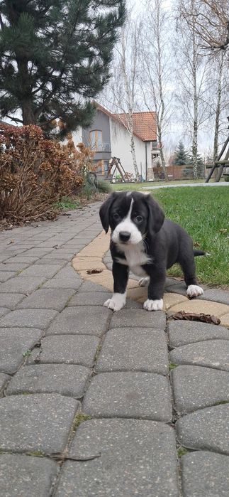 Szczeniaczki Oddam za darmo